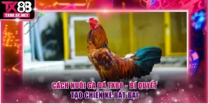 Cách nuôi gà đá