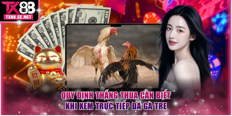 Quy định thắng thua cần biết khi xem trực tiếp đá gà tre