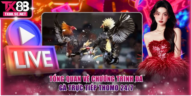 Tổng quan về chương trình đá gà trực tiếp Thomo 24/7