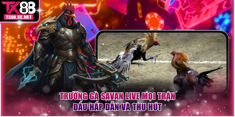 Trường gà Savan live mọi trận đấu hấp dẫn và thu hút